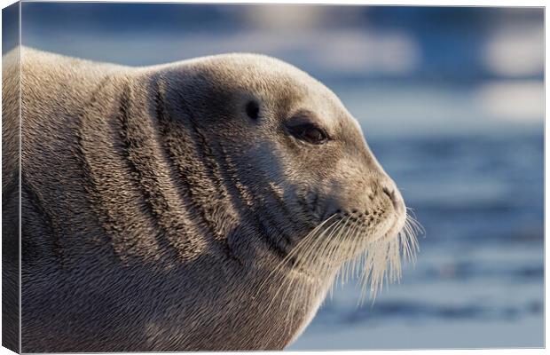 Bearded Seal in Svalbard Canvas Print by Arterra 