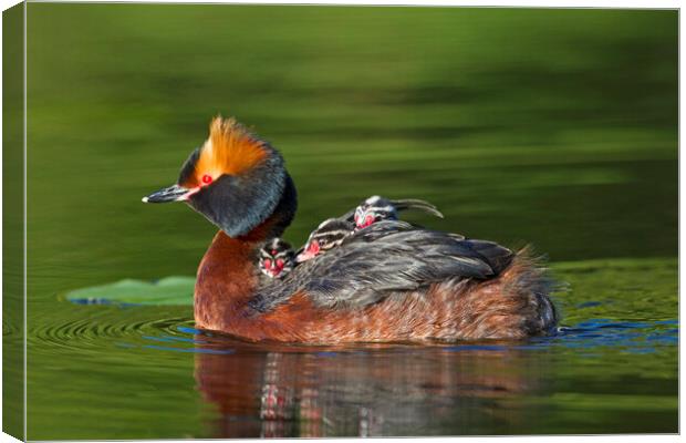 Horned Grebe Swimming with Chicks Canvas Print by Arterra 