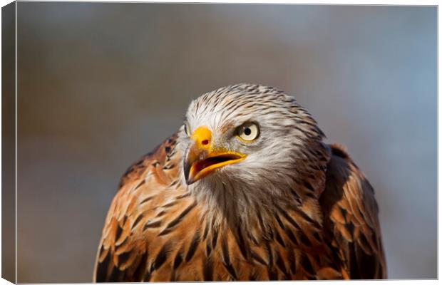 Red Kite Close-Up Portrait Canvas Print by Arterra 