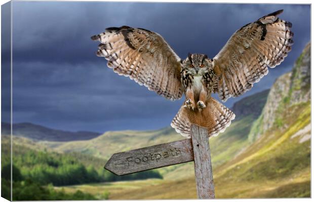 Eagle Owl (Bubo bubo) Landing on Signpost Canvas Print by Arterra 