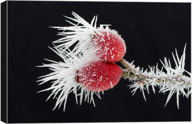 Red Rose Hips in Winter Canvas Print by Arterra 