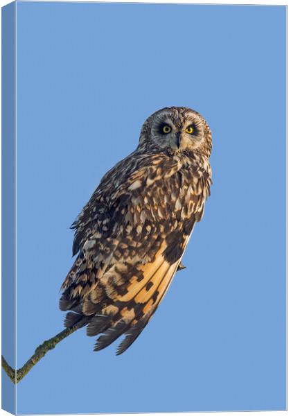 Short-Eared Owl  Canvas Print by Arterra 