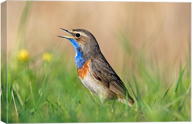 White-Spotted Bluethroat Calling in Spring Canvas Print by Arterra 