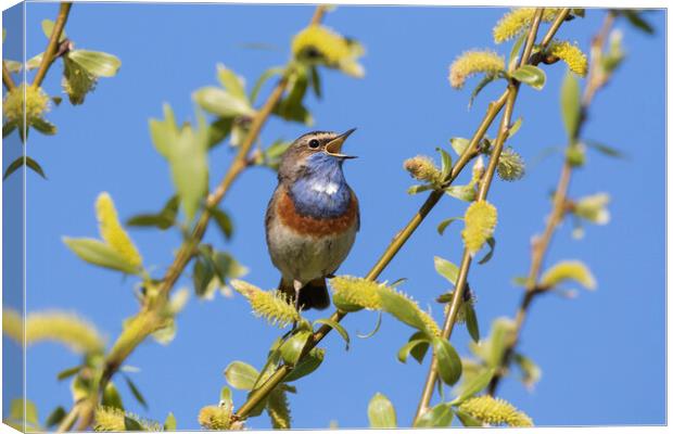 White-Spotted Bluethroat Singing in Spring Canvas Print by Arterra 