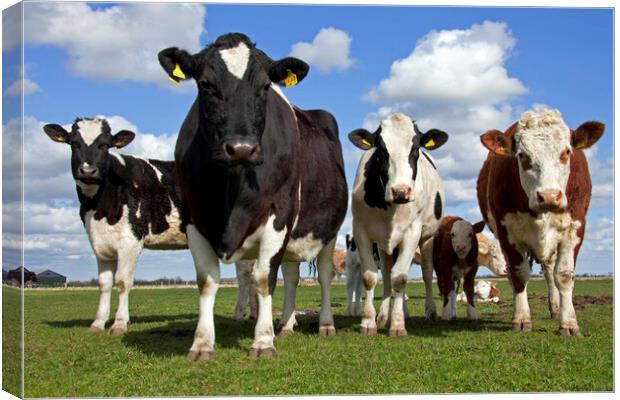 Black and White Cows in Meadow Canvas Print by Arterra 