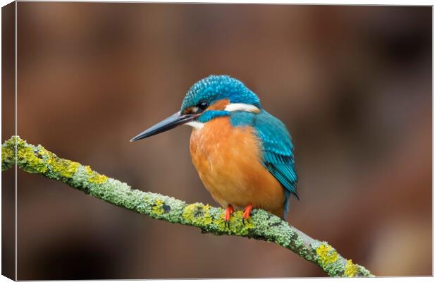 Common Kingfisher Male Canvas Print by Arterra 