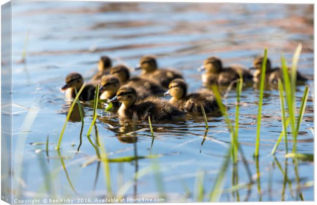 Springtime Ducklings..  Canvas Print by Ben Kirby
