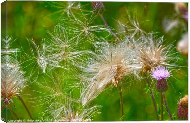 Thistle Blooms Canvas Print by Philip Gough