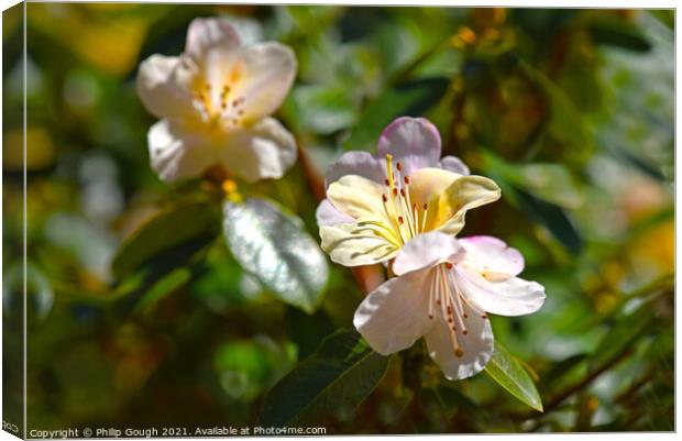 Azaleas in the sun. Canvas Print by Philip Gough