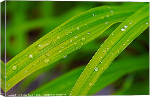 Dew on Leaves Canvas Print by Philip Gough