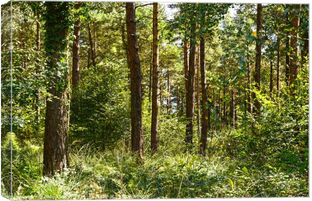 Woodland trees at Trinity woods  Canvas Print by Philip Gough