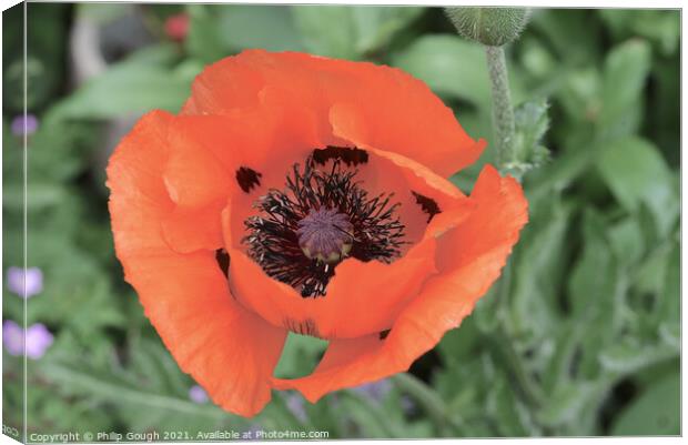 Poppies in the garden Canvas Print by Philip Gough