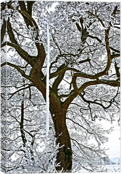 Tree in the snow. Canvas Print by Philip Gough