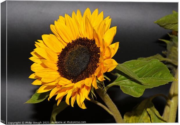 Sunflower Bloom Canvas Print by Philip Gough