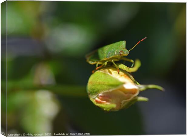 Green Shield Bug Canvas Print by Philip Gough