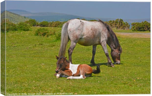 DARTMOOR FOAL AND MARE Canvas Print by Philip Gough