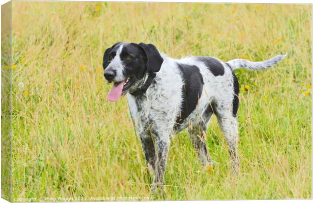 A dog standing on top of a grass covered field Canvas Print by Philip Gough