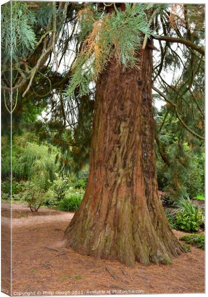Very Large Tree Canvas Print by Philip Gough