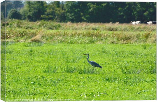 A Crane on the Somerset Levels Canvas Print by Philip Gough