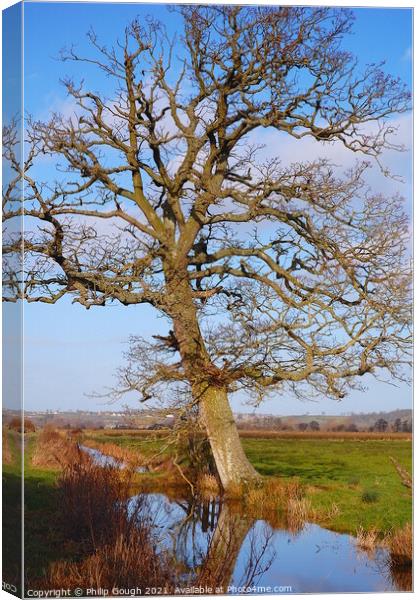 Large tree on a Somerset Rhyne. Canvas Print by Philip Gough