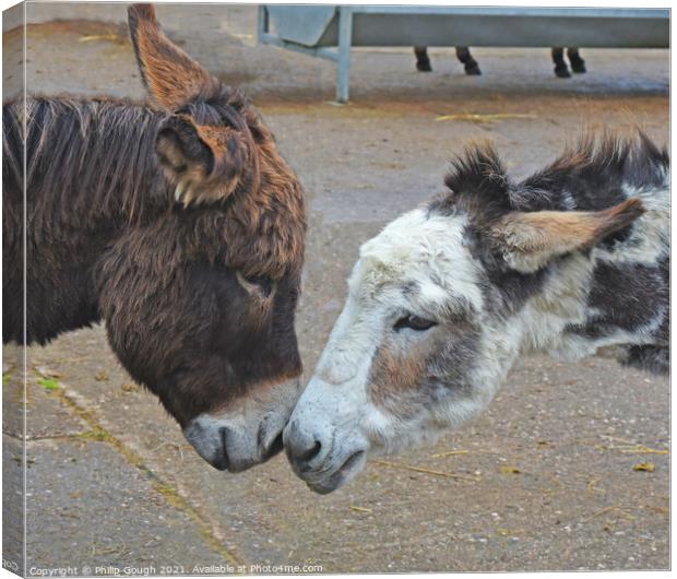 DONKEY LOVE Canvas Print by Philip Gough