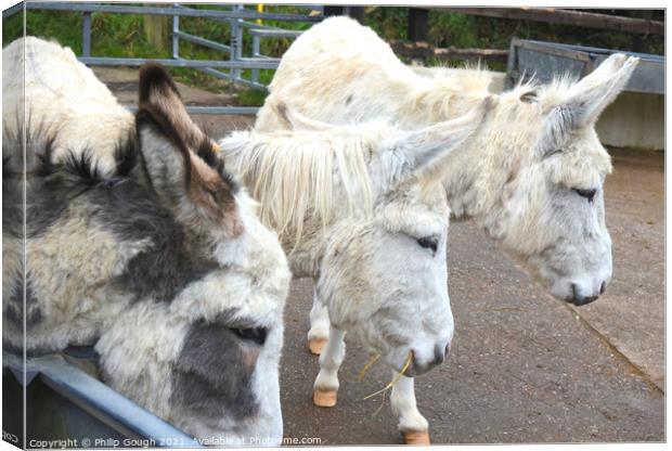 DONKEY TRIO Canvas Print by Philip Gough