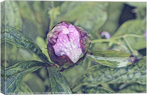 PEANY FLOWER Canvas Print by Philip Gough