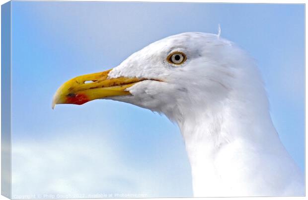 Seagull head shot Canvas Print by Philip Gough