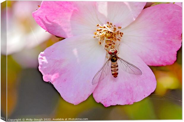 Insect on a Dog Rose Canvas Print by Philip Gough