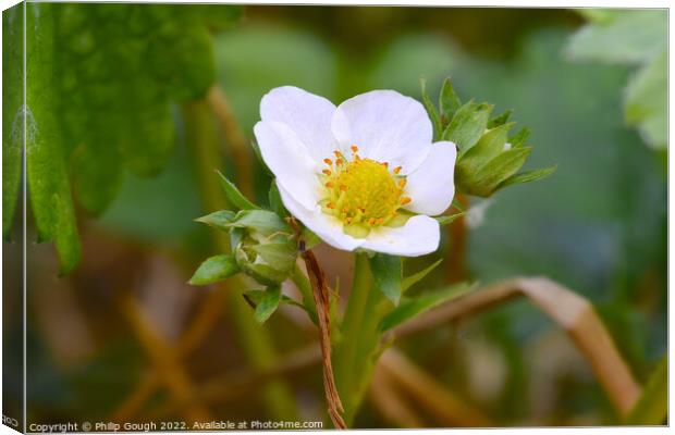 Strawberry Flower Canvas Print by Philip Gough