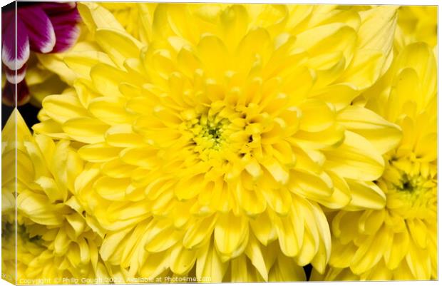 Yellow Flower Bloom Canvas Print by Philip Gough