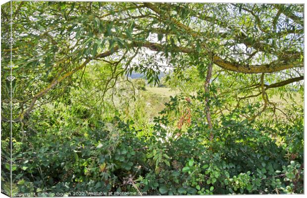 Through the trees Canvas Print by Philip Gough