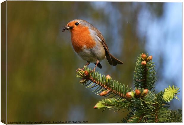 ROBIN MEALTIME Canvas Print by Philip Gough