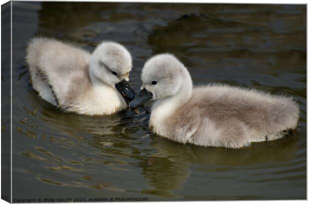 CUTE CYGNETS IN SOMERSET Canvas Print by Philip Gough