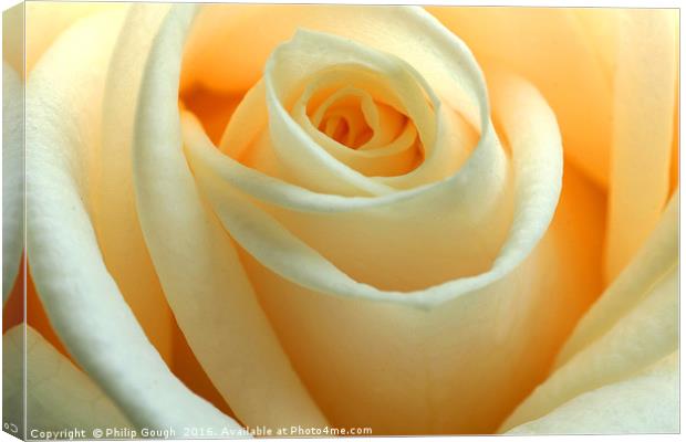 Yellow Rose Canvas Print by Philip Gough