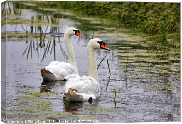 Swans on The Levels Canvas Print by Philip Gough