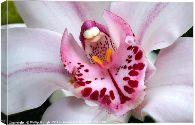 Macro Orchid Canvas Print by Philip Gough