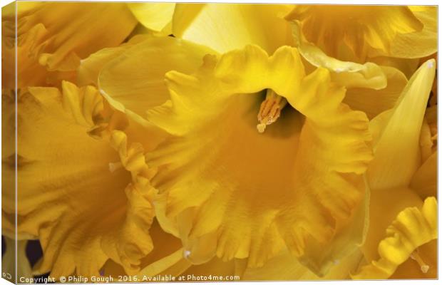 Daffodils Canvas Print by Philip Gough