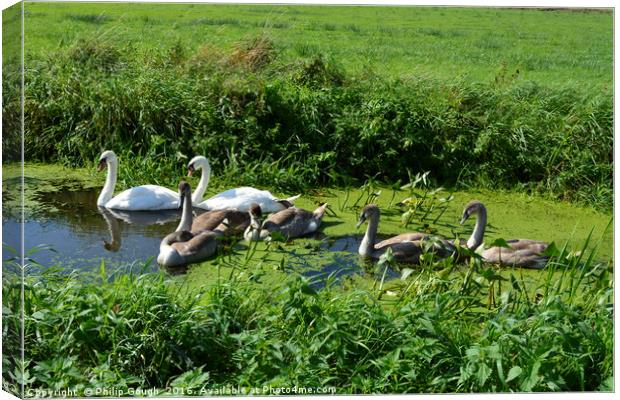 Swan Family On A Rhyne Canvas Print by Philip Gough