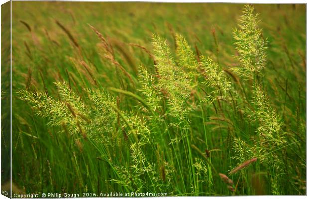 Grasses on the Somerset Levels Canvas Print by Philip Gough