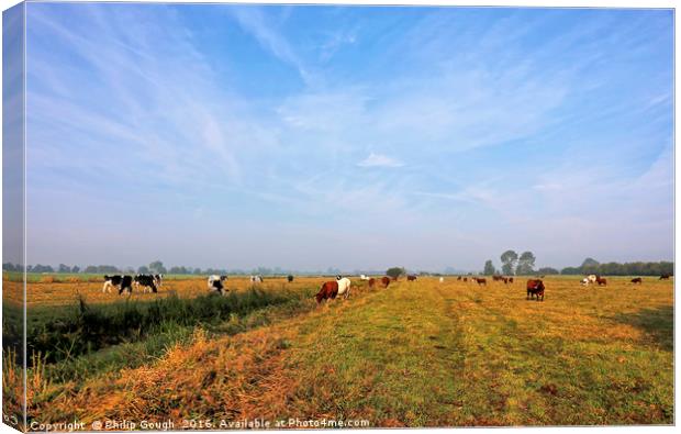 Cattle On The Somerset Levels Canvas Print by Philip Gough