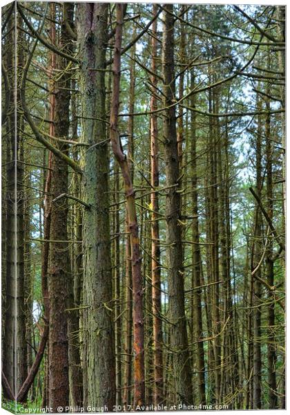 Forest Tree's Canvas Print by Philip Gough
