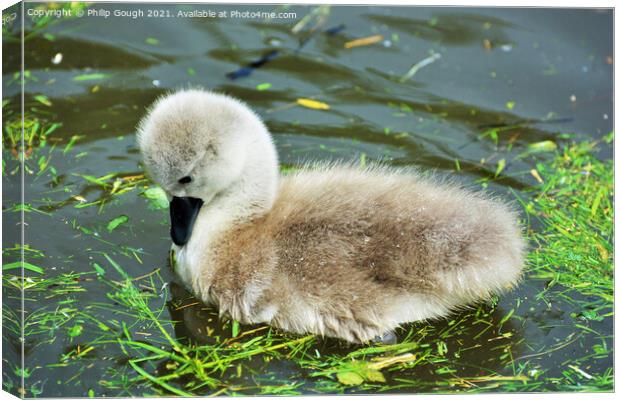 A Cygnet looking inquisitive into the water Canvas Print by Philip Gough