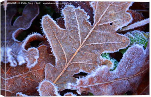 Frosty leaves Canvas Print by Philip Gough