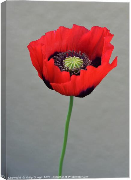 Red Poppy (Papaveroideae) Canvas Print by Philip Gough