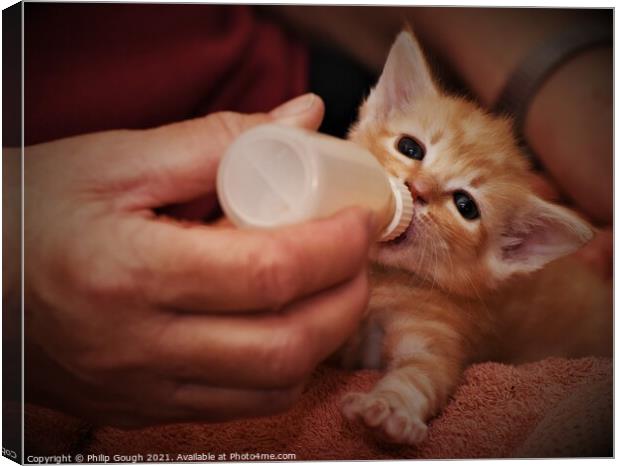 A person feeding a kitten Canvas Print by Philip Gough