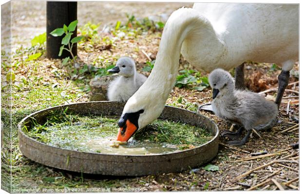 Two small Cygnets watch mum eating from a tray. Canvas Print by Philip Gough