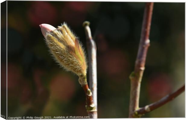 Magnolia Stellata coming out of bud (stage 2). Canvas Print by Philip Gough