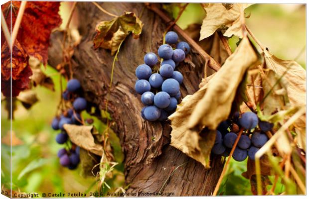 Blue grapes on a vine, closeup Canvas Print by Ragnar Lothbrok