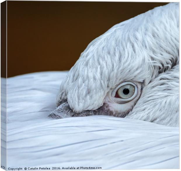 Closeup of the eye of a pelican Canvas Print by Ragnar Lothbrok